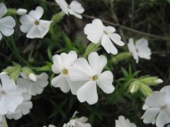 Floks szydlasty 'Snowflake' (Phlox subulata 'Snowflake') 